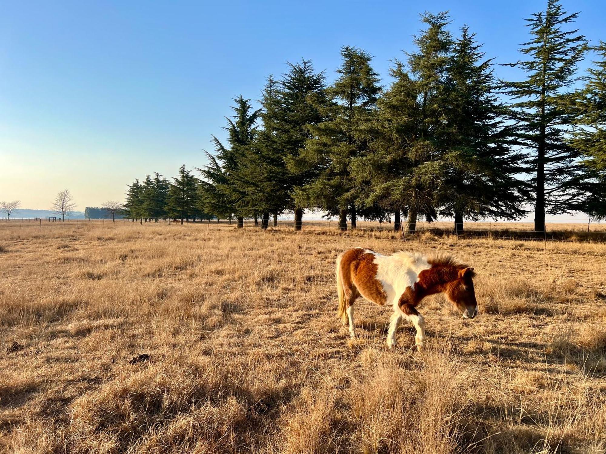 Merino Stal Guest Farm Ермело Екстер'єр фото