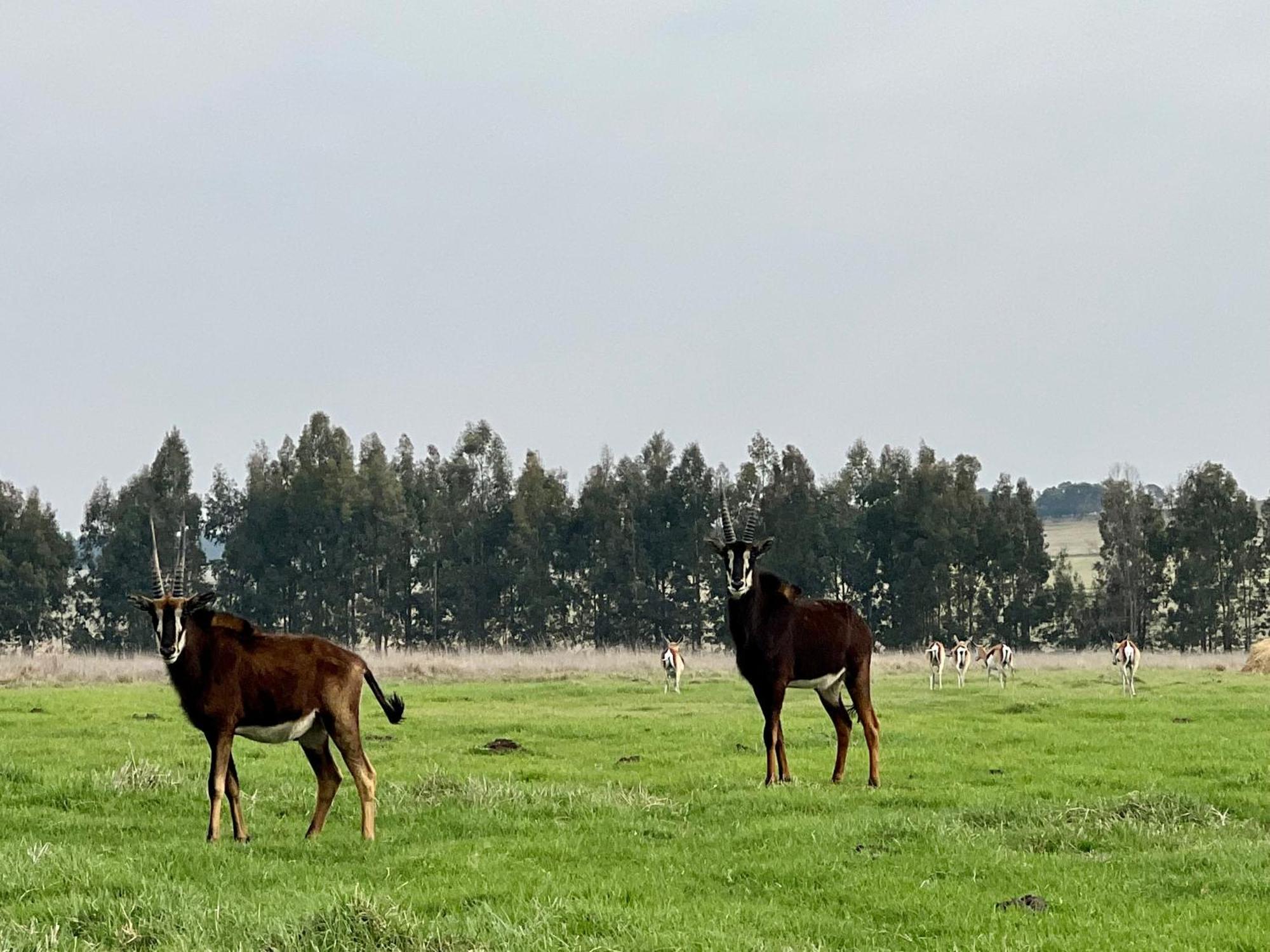 Merino Stal Guest Farm Ермело Екстер'єр фото
