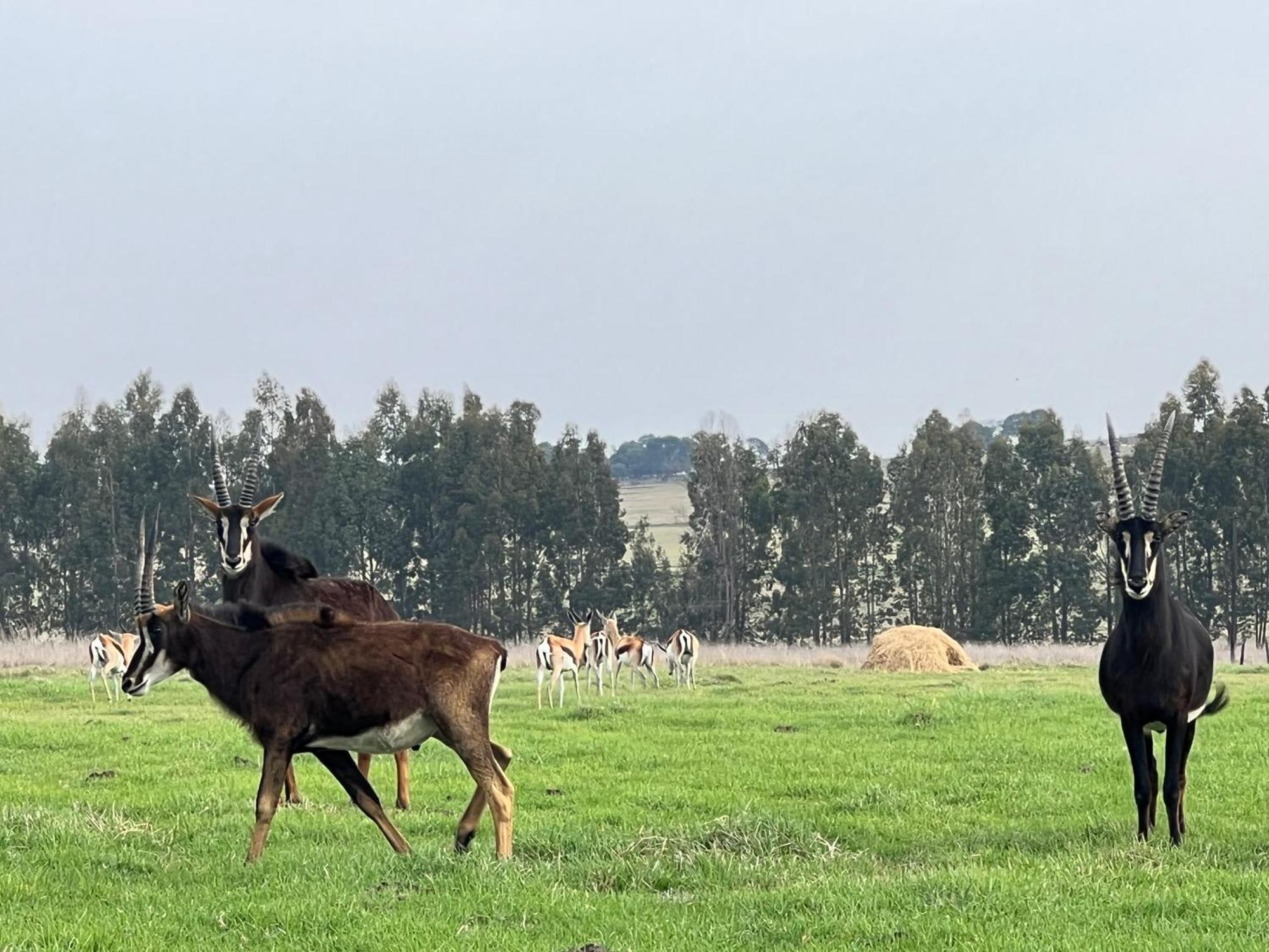 Merino Stal Guest Farm Ермело Екстер'єр фото